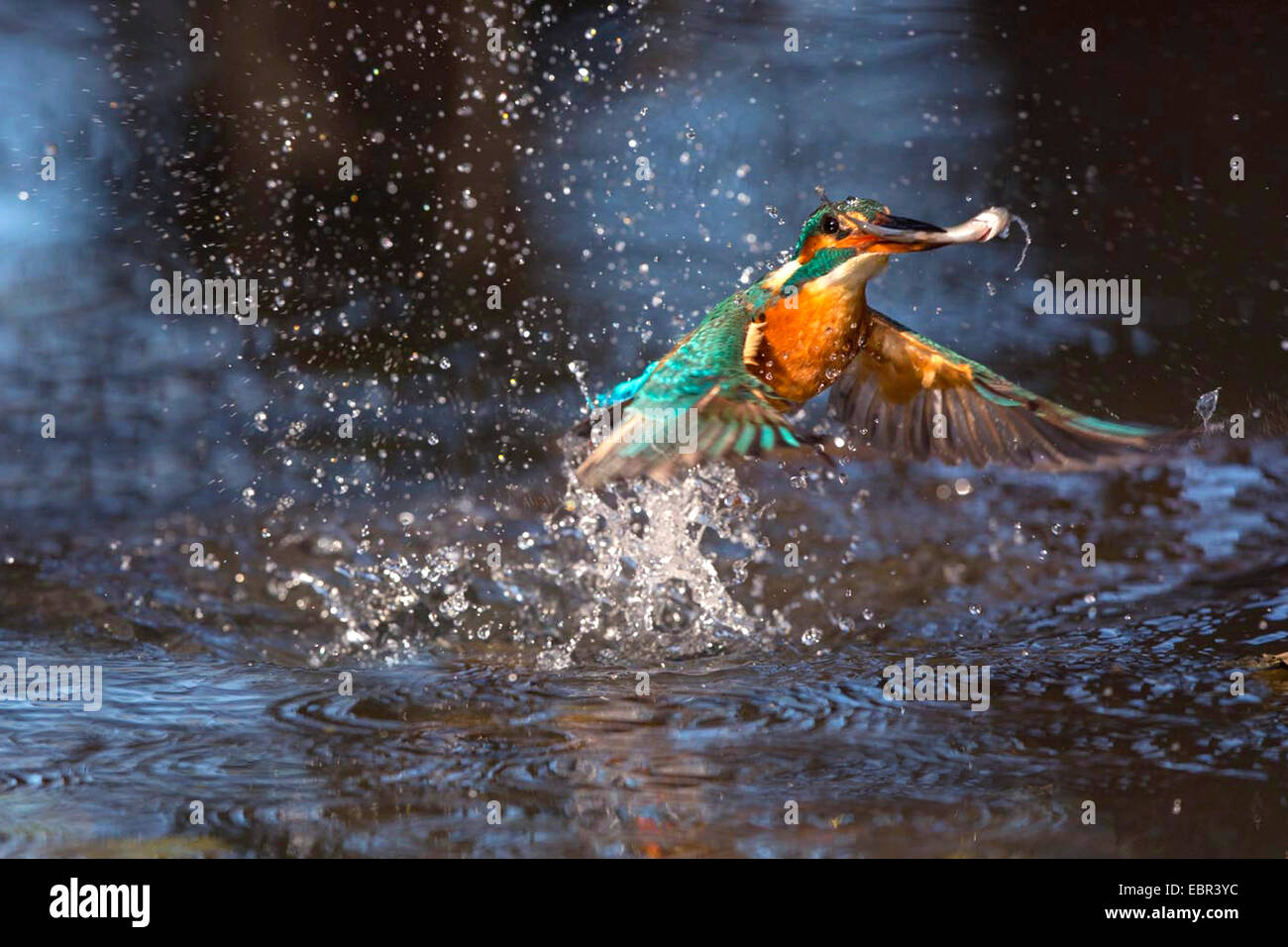 River Kingfisher (Alcedo atthis), voler hors de l'eau avec des poissons pêchés dans son projet de loi, l'Allemagne, Bavière, Isental Banque D'Images