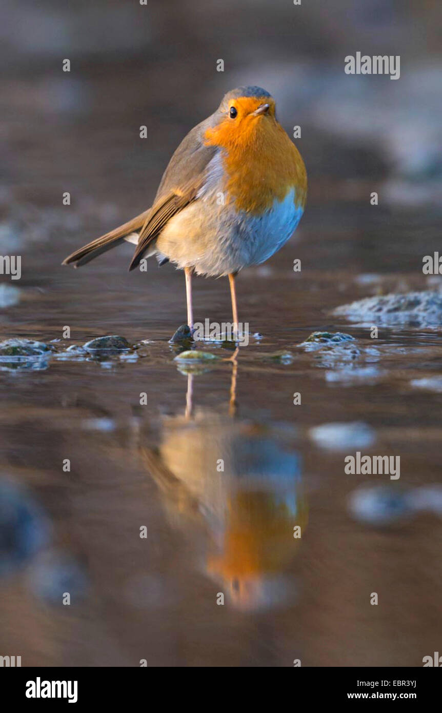 European robin (Erithacus rubecula aux abords), debout dans un ruisseau, Allemagne, Bavière, Isental Banque D'Images