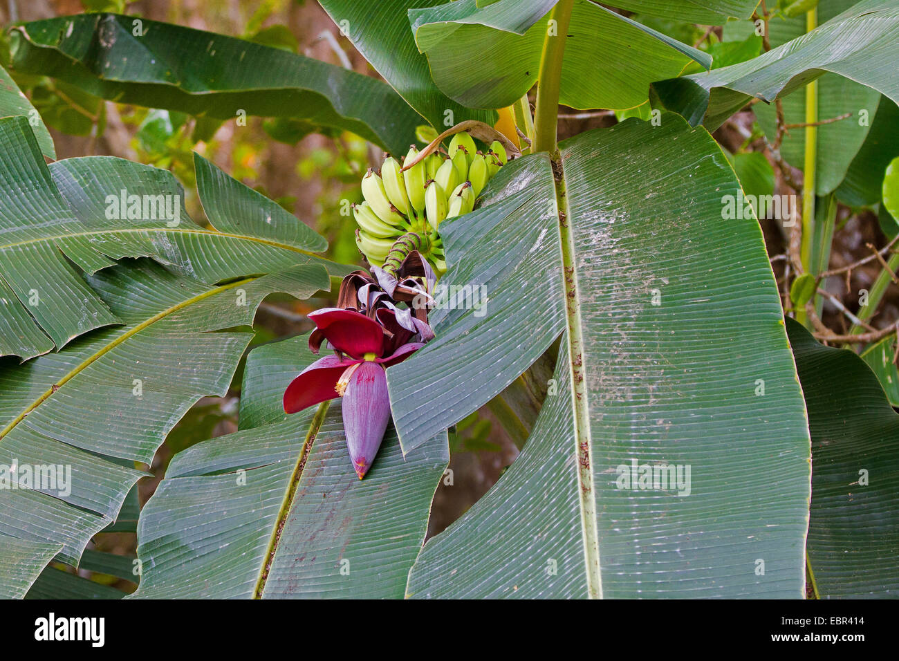 Banane (Musa paradisiaca commun var. sapientum), de fleurs et d'inflorescence, Costa Rica Banque D'Images