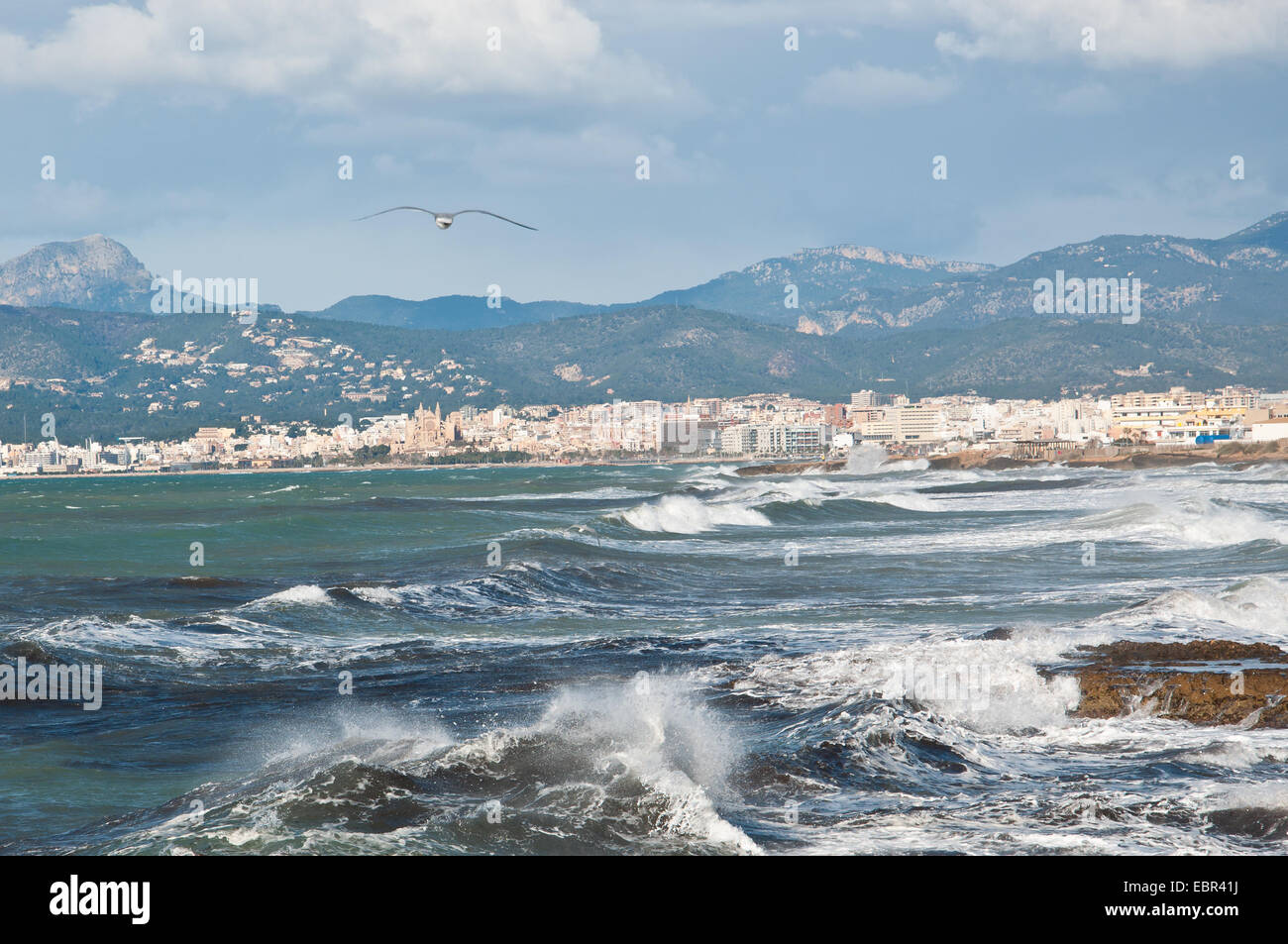 La cathédrale de Palma skyline et oiseau sur un jour d'hiver orageux. Majorque, Baléares, Espagne Banque D'Images