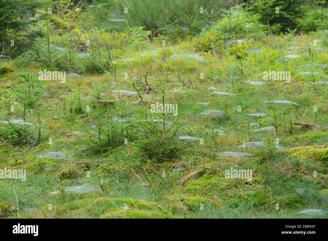 Toiles d'araignée dans une clairière sur l'été pluvieux jour, l'Allemagne, la Bavière Banque D'Images