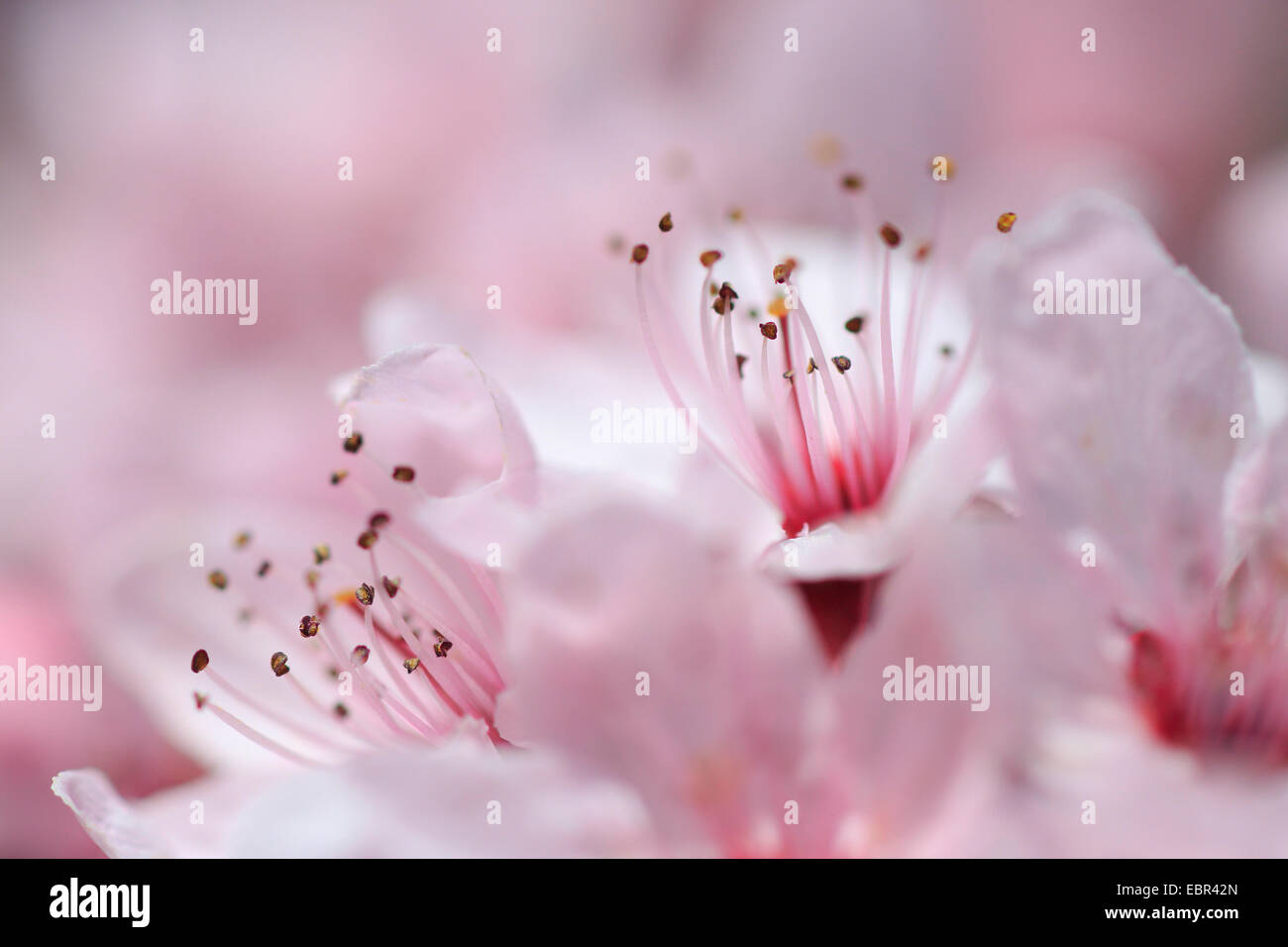 Cherry Plum, le Myrobolan prunier (Prunus cerasifera 'Nigra', Prunus cerasifera nigra), fleurs de cerisier d'ornement Banque D'Images