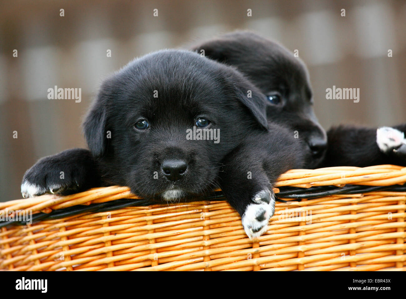 Labrador Retriever (Canis lupus f. familiaris), Labrador-chiots dans un panier de chien, Allemagne Banque D'Images