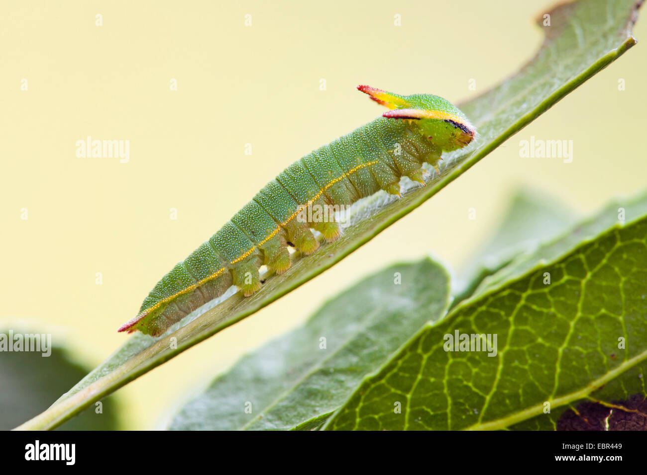 Pacha à deux queues (Charaxes jasius), Caterpillar sur une feuille Banque D'Images