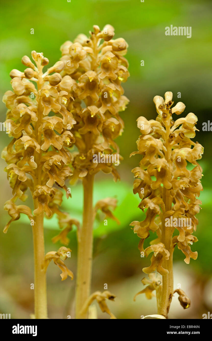 Nid d'oiseau (orchidée Neottia nidus-avis), la floraison, l'Allemagne, Rhénanie-Palatinat, Wald Banque D'Images