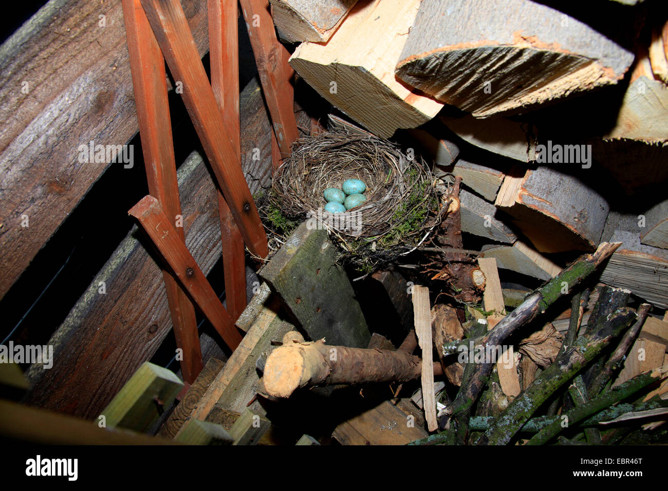 Blackbird (Turdus merula), nid avec des oeufs dans un tas de bois dans le jardin, Allemagne Banque D'Images