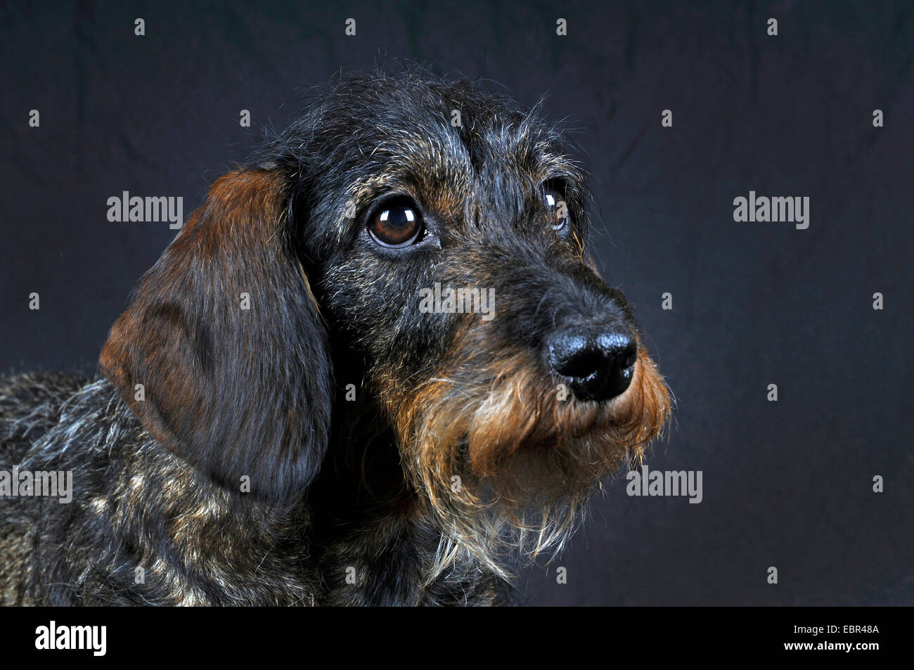 Teckel à poil dur, chien saucisse à poil dur, chien domestique (Canis lupus f. familiaris), portrait en face de fond noir, l'Europe, Allemagne Banque D'Images