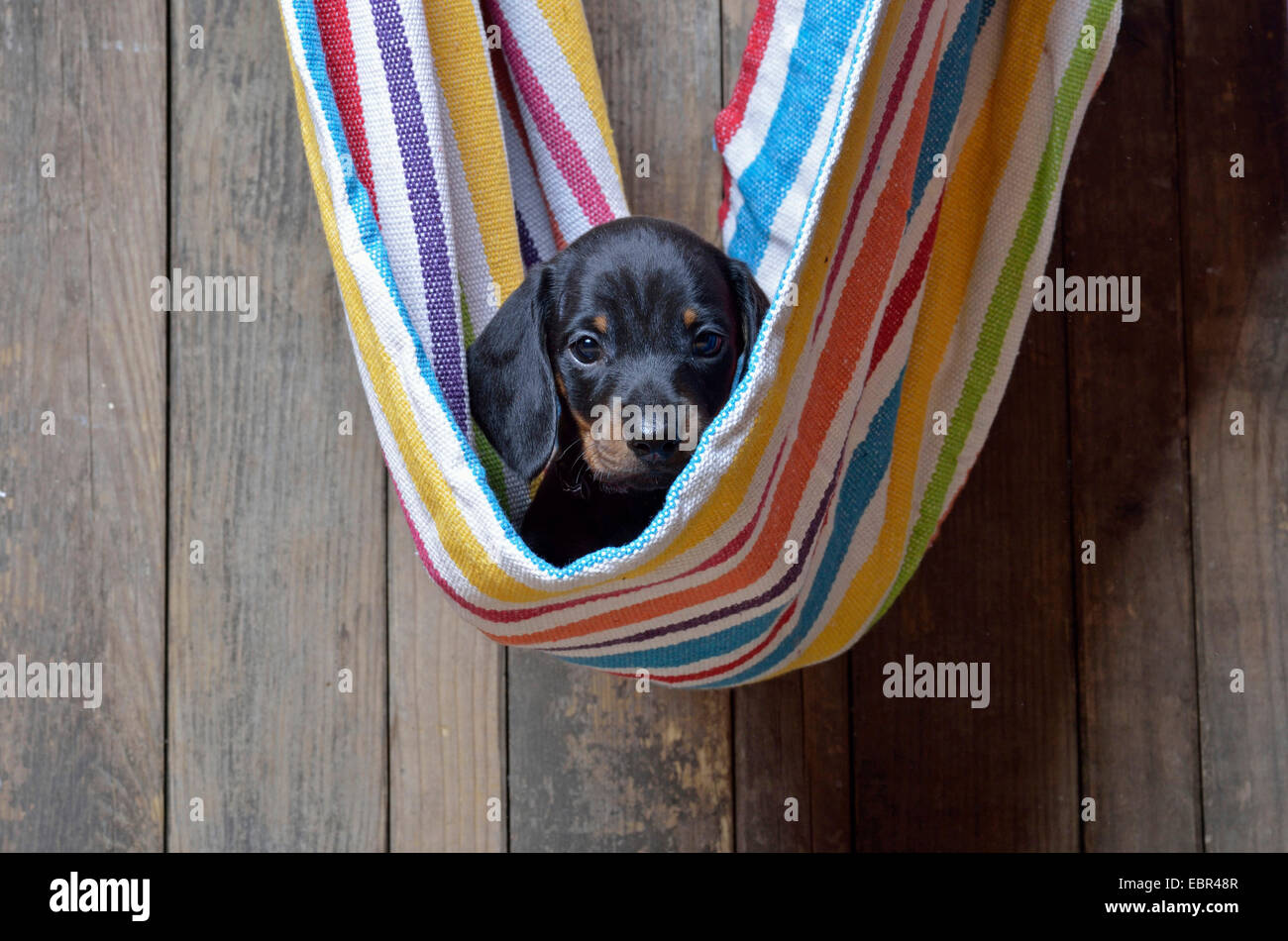 Teckel à poil court, à poil court, chien saucisse chien domestique (Canis lupus f. familiaris), teckel chiot dans un hamac, Allemagne Banque D'Images
