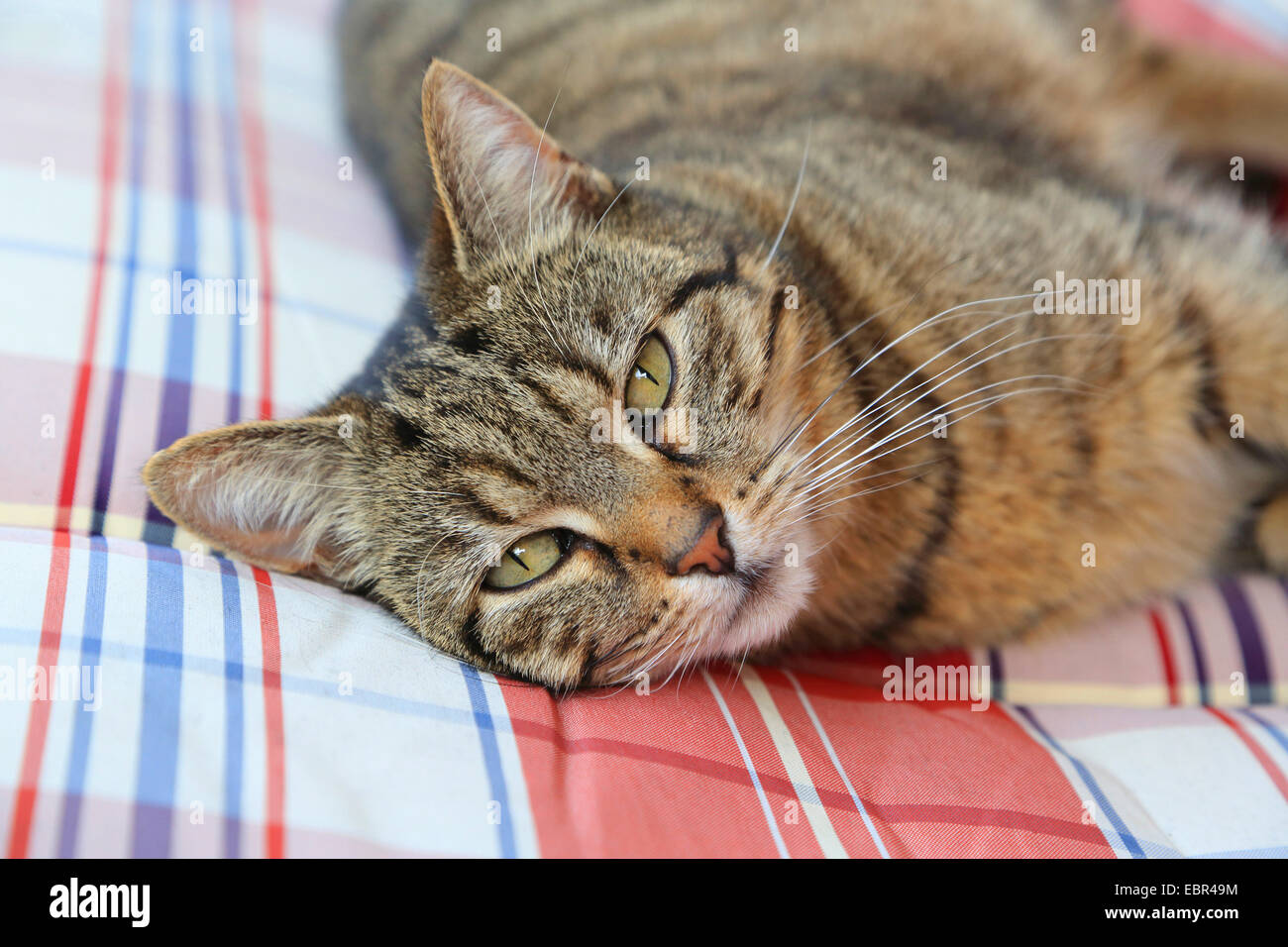 Chat domestique, le chat domestique (Felis silvestris catus. f), couché sur un oreiller, Allemagne Banque D'Images