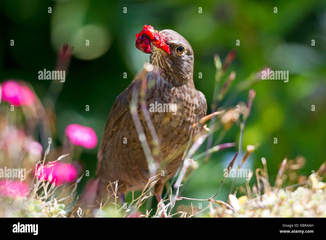 Blackbird (Turdus merula), Femme avec cerise dans le projet de loi, Allemagne Banque D'Images