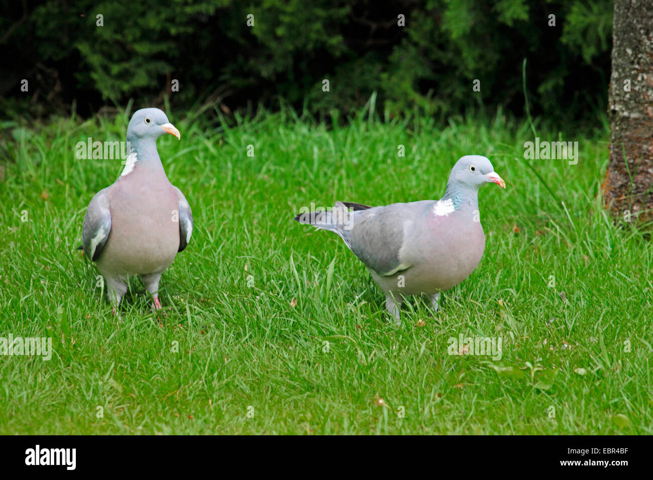 Pigeon ramier (Columba palumbus), deux pigeons dans un pré, Allemagne Banque D'Images
