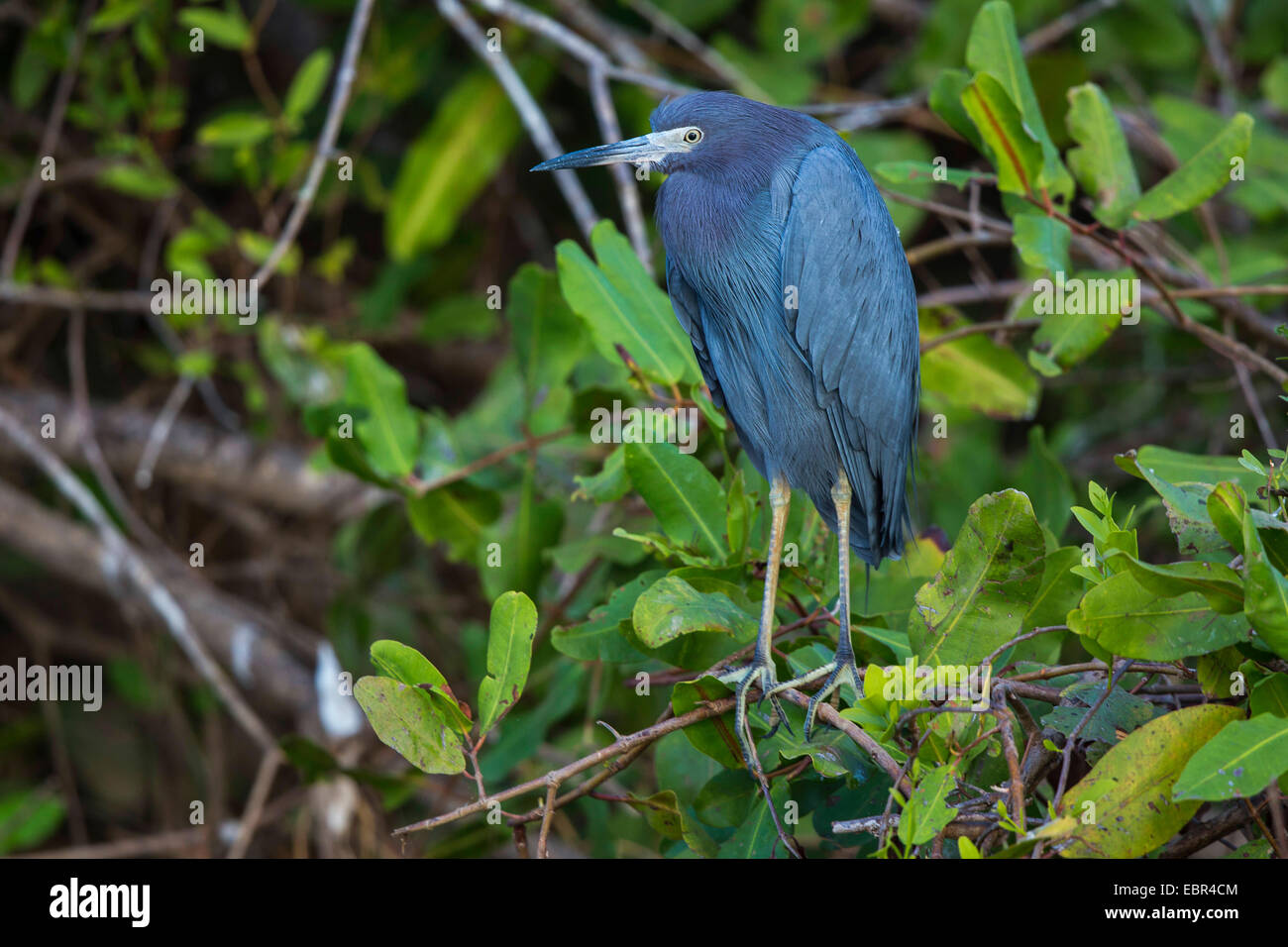 Little blue heron (Egretta caerulea), reposant sur une branche, le Costa Rica Banque D'Images