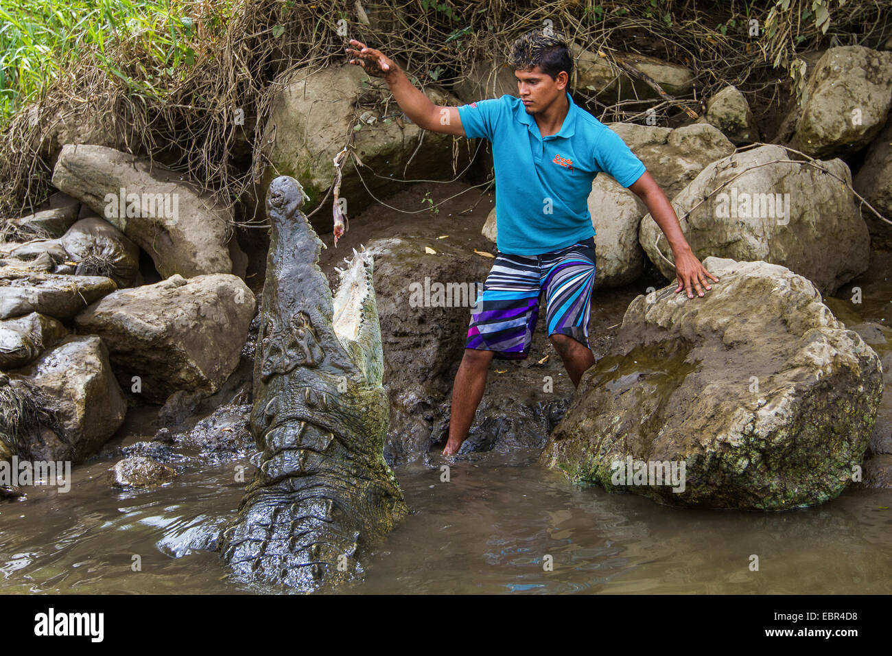 Crocodile (Crocodylus acutus), guide un grand crocodile, le Costa Rica, Rio Herradura Banque D'Images