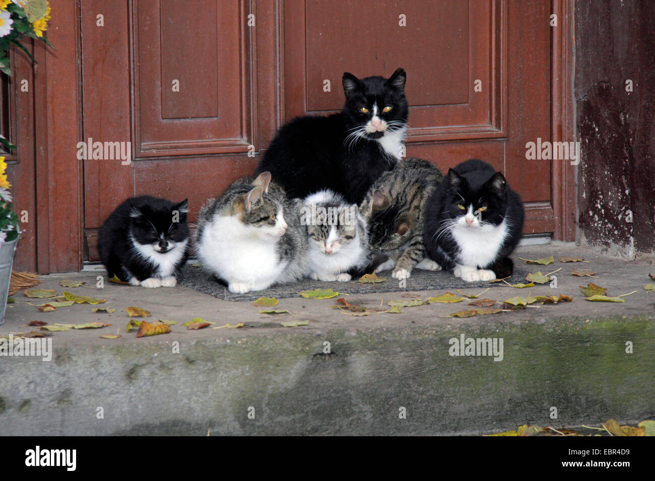 Chat domestique, le chat domestique (Felis silvestris catus). f, groupe de chats de maison en face d'une porte avant, l'Allemagne, Brandebourg Banque D'Images