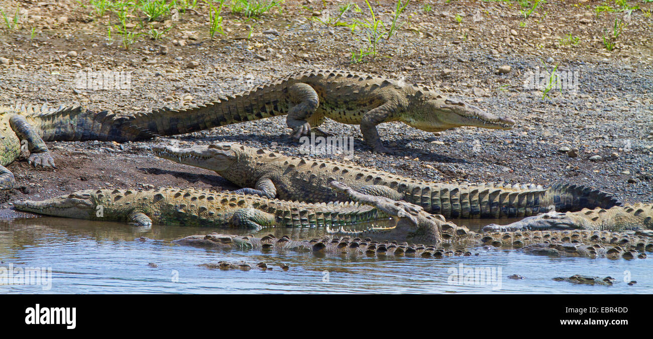 Crocodile (Crocodylus acutus), groupe de soleil sur la rive, le Costa Rica, Rio Herradura Banque D'Images