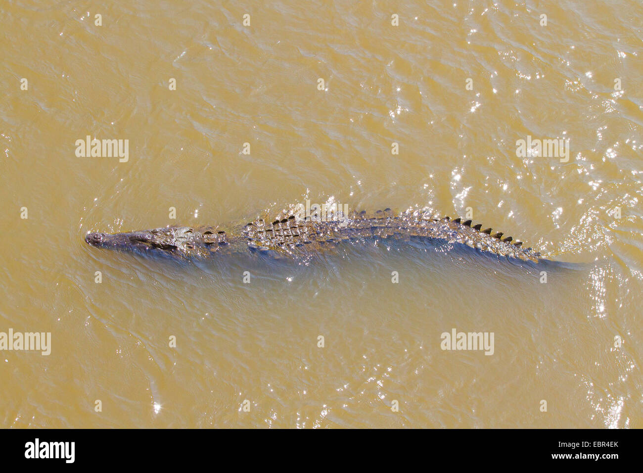 Crocodile (Crocodylus acutus), natation, le Costa Rica, Rio Herradura Banque D'Images