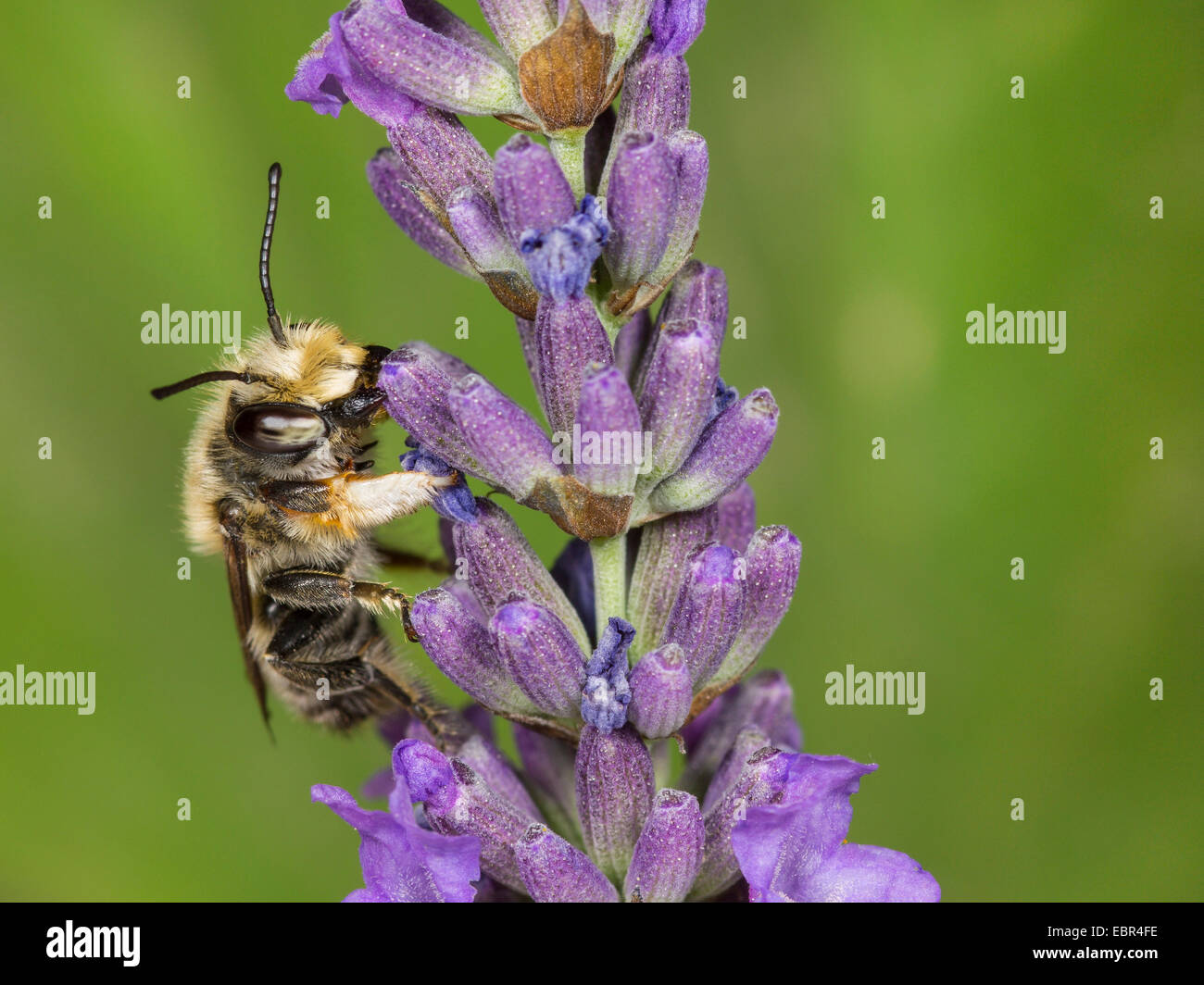 (Megachile willughbiella découpeuse), mâle sur l'anglais de fleurs de lavande (Lavandula angustifolia), Allemagne Banque D'Images
