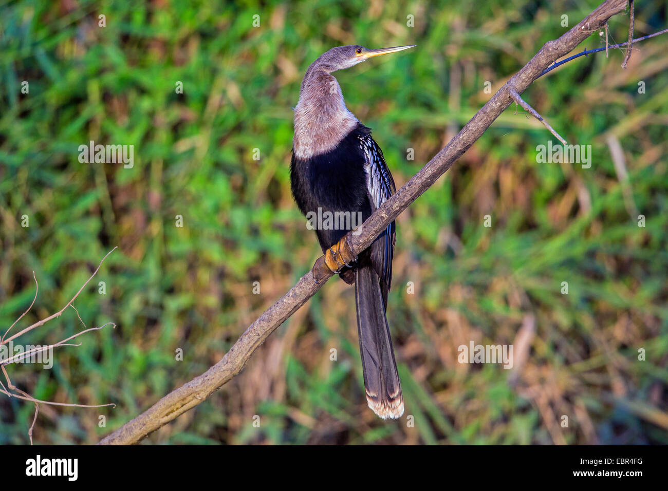 Dard d'Amérique (Anhinga anhinga), femme, Costa Rica Banque D'Images