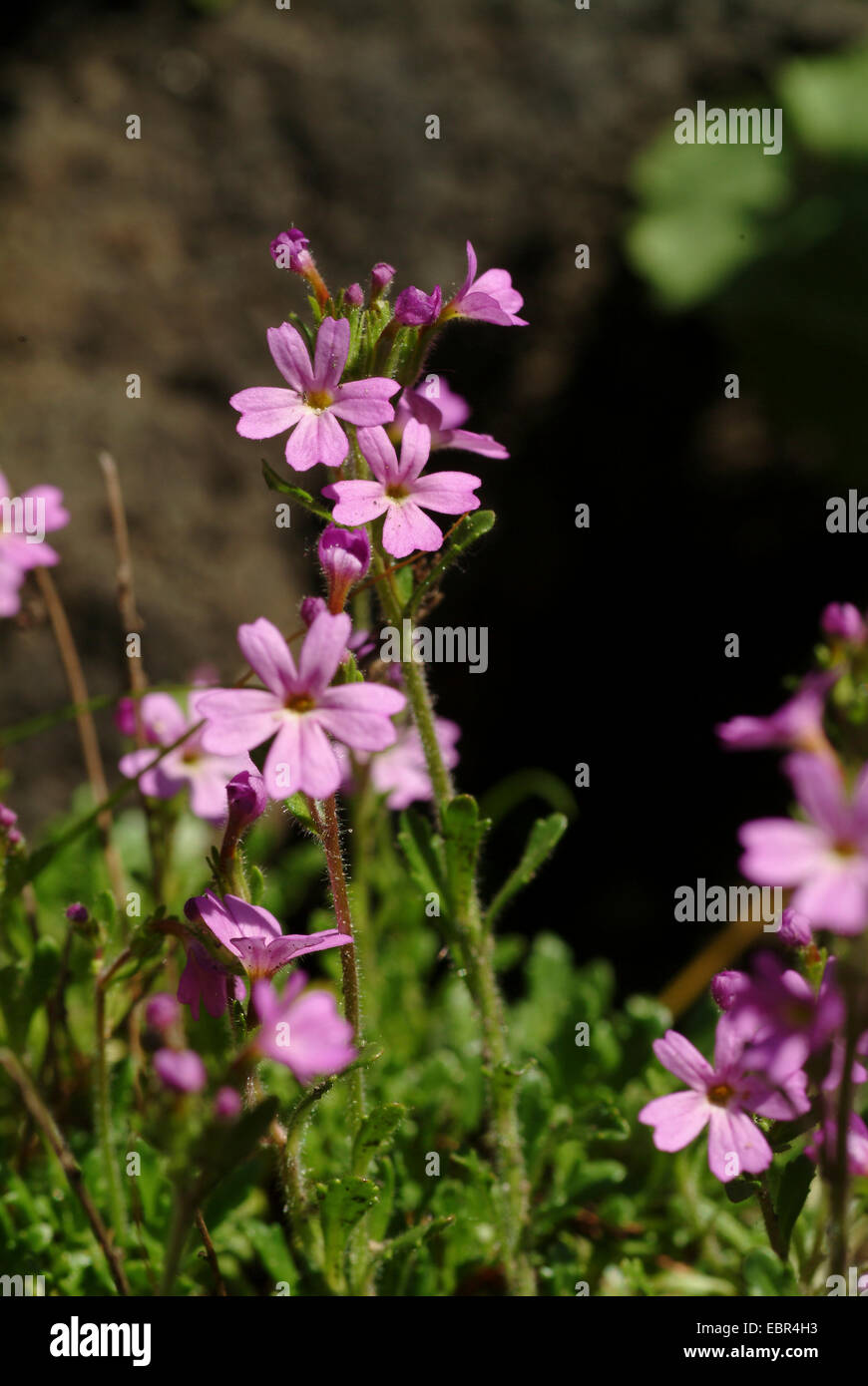 Alpine balsam (Erinus alpinus), blooming, Suisse Banque D'Images