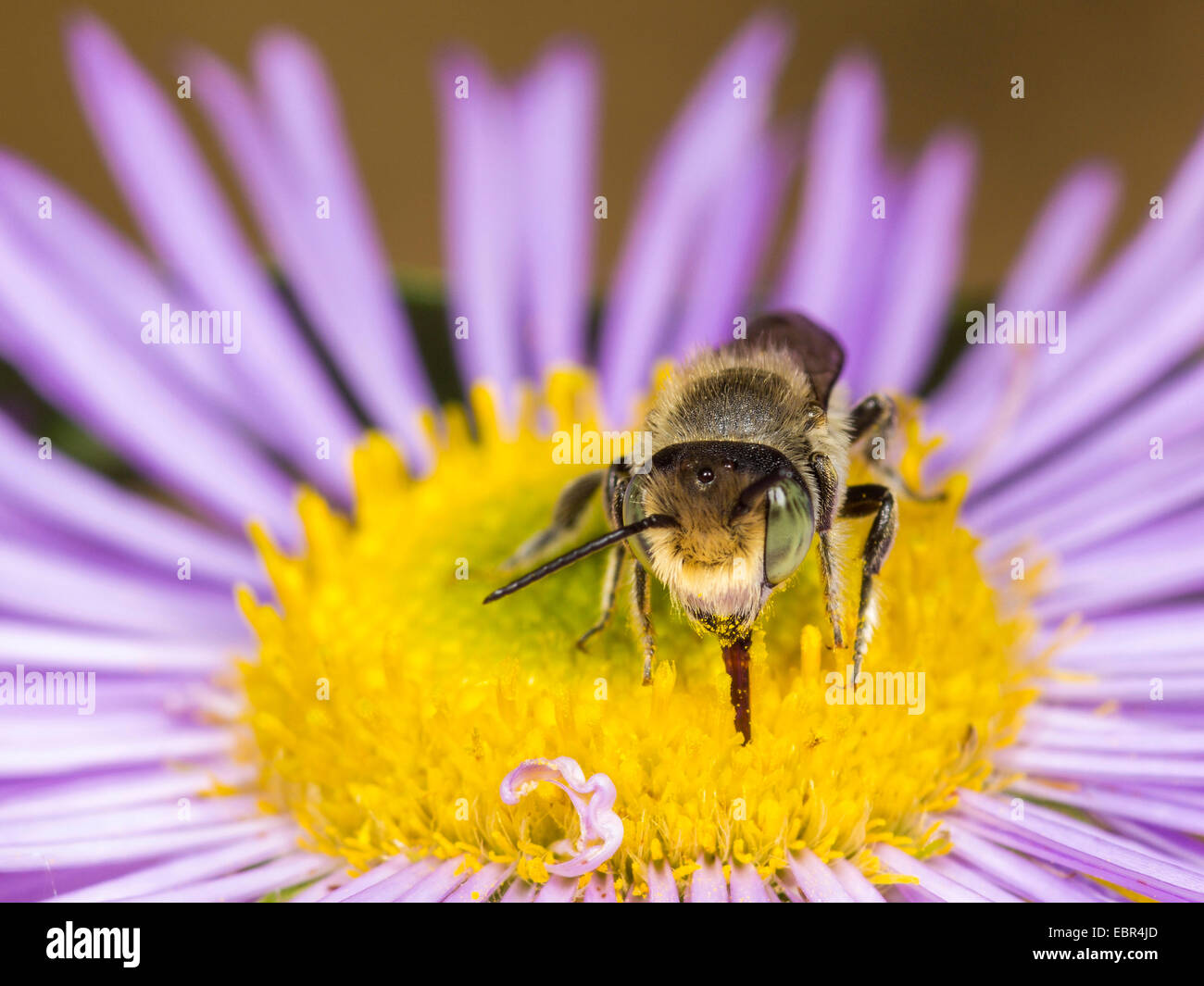 L'abeille découpeuse de la luzerne (Megachile rotundata), homme sur une fleur d'un Erigeron annuus, Allemagne Banque D'Images