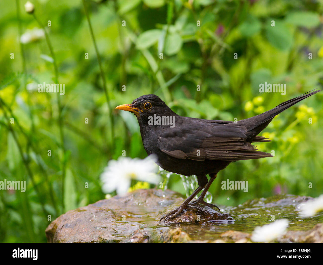 Blackbird (Turdus merula), homme se baignant dans une fontaine de jardin , Allemagne Banque D'Images