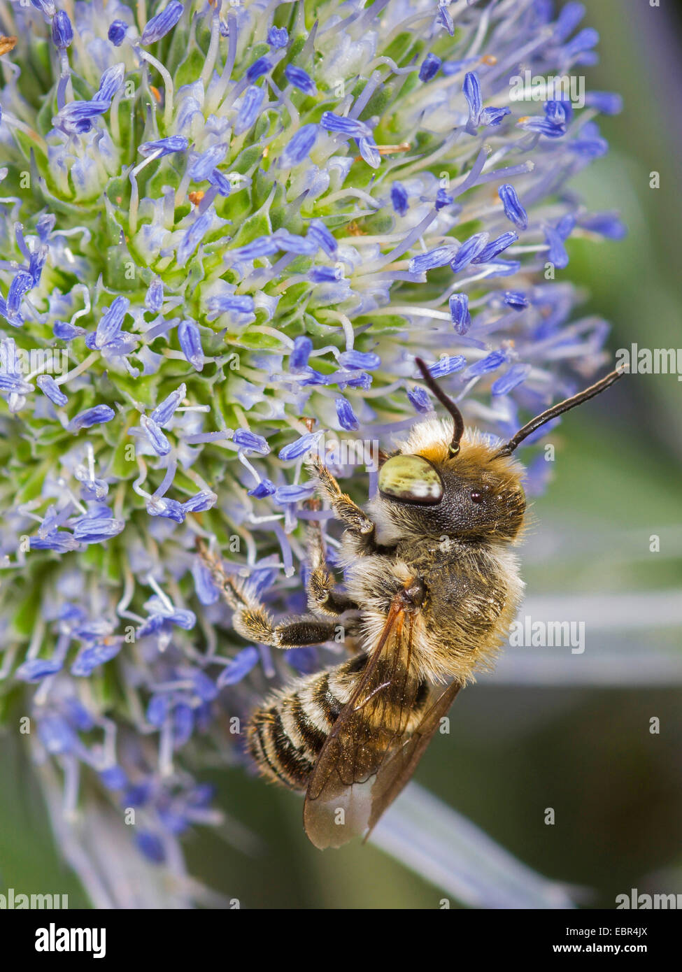 L'abeille découpeuse de la luzerne (Megachile rotundata), mâle sur l'Eryngium planum, Allemagne Banque D'Images