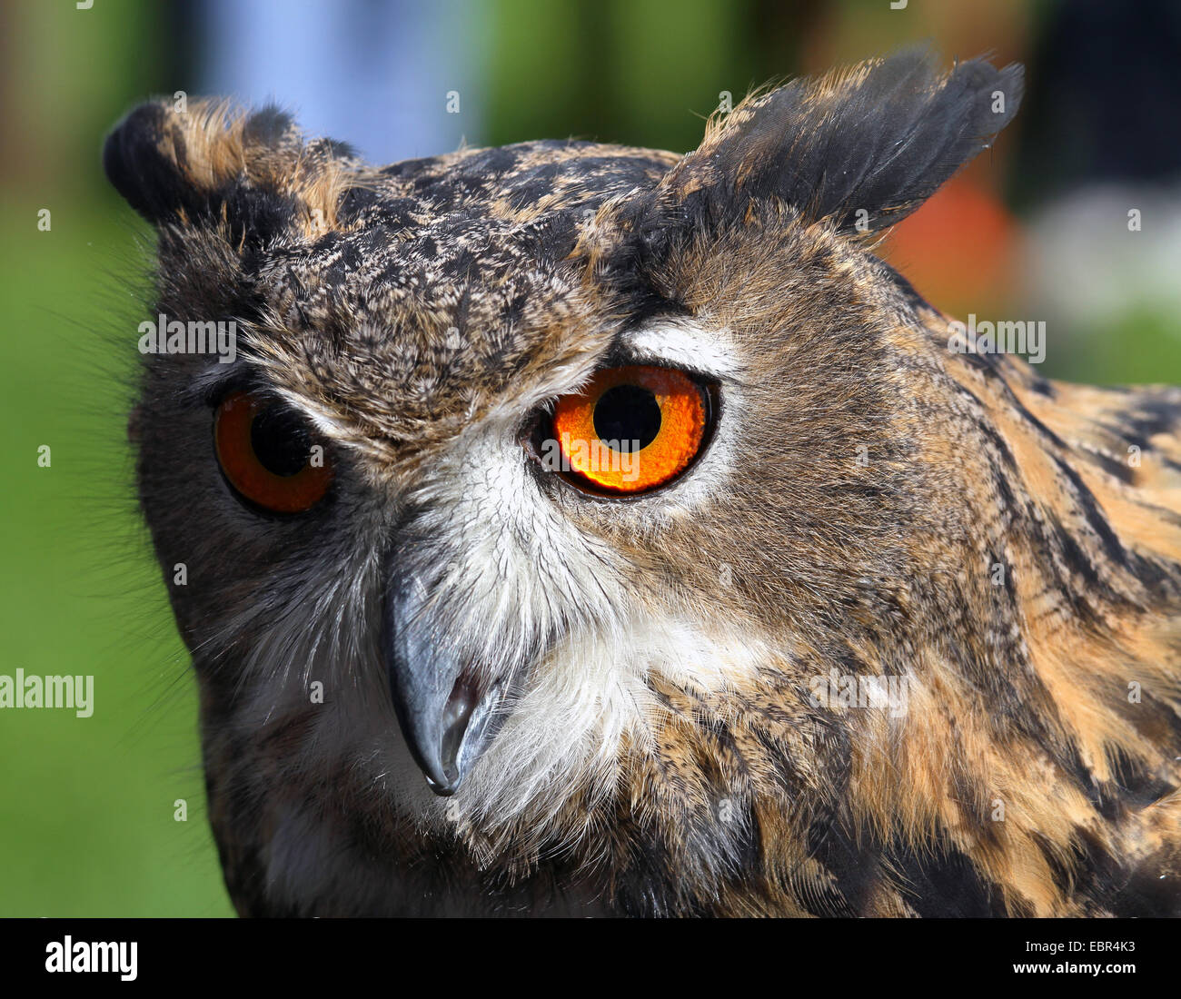 Chouette portrait avec d'énormes yeux orange Banque D'Images