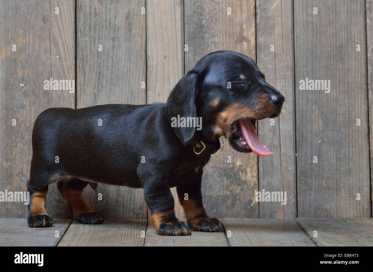 Teckel à poil court, à poil court, chien saucisse chien domestique (Canis lupus f. familiaris), le bâillement dachshund puppy, Allemagne Banque D'Images