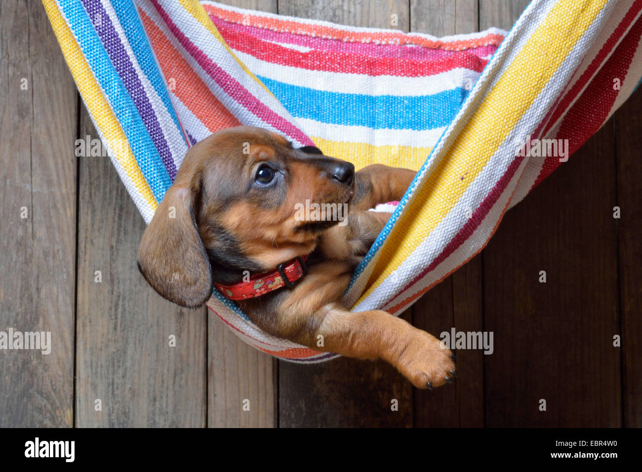 Teckel à poil court, à poil court, chien saucisse chien domestique (Canis lupus f. familiaris), dachshund puppy se détendre dans un hamac, Allemagne Banque D'Images