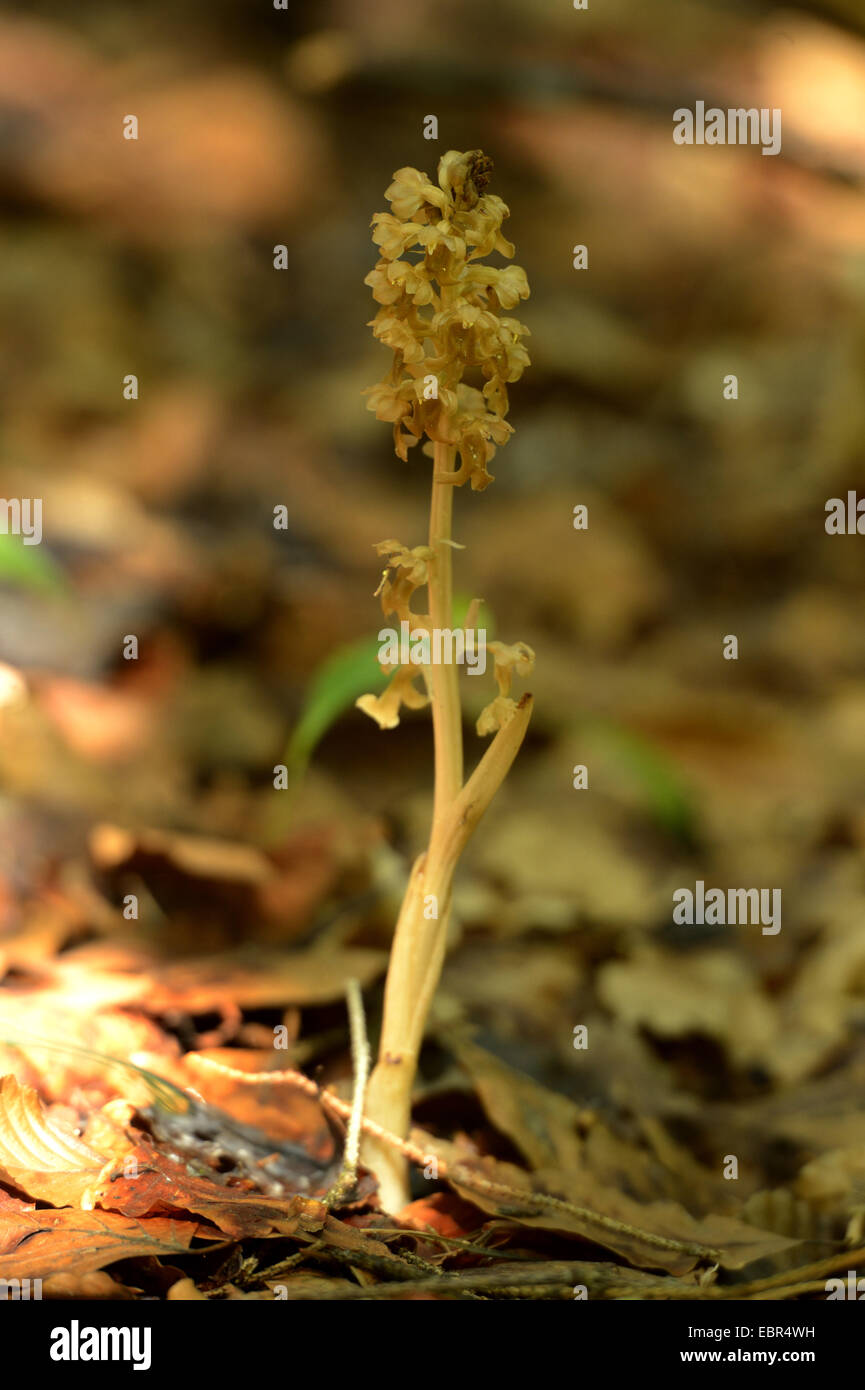 Nid d'oiseau (orchidée Neottia nidus-avis), la floraison, Allemagne, Bavière, Oberpfalz Banque D'Images