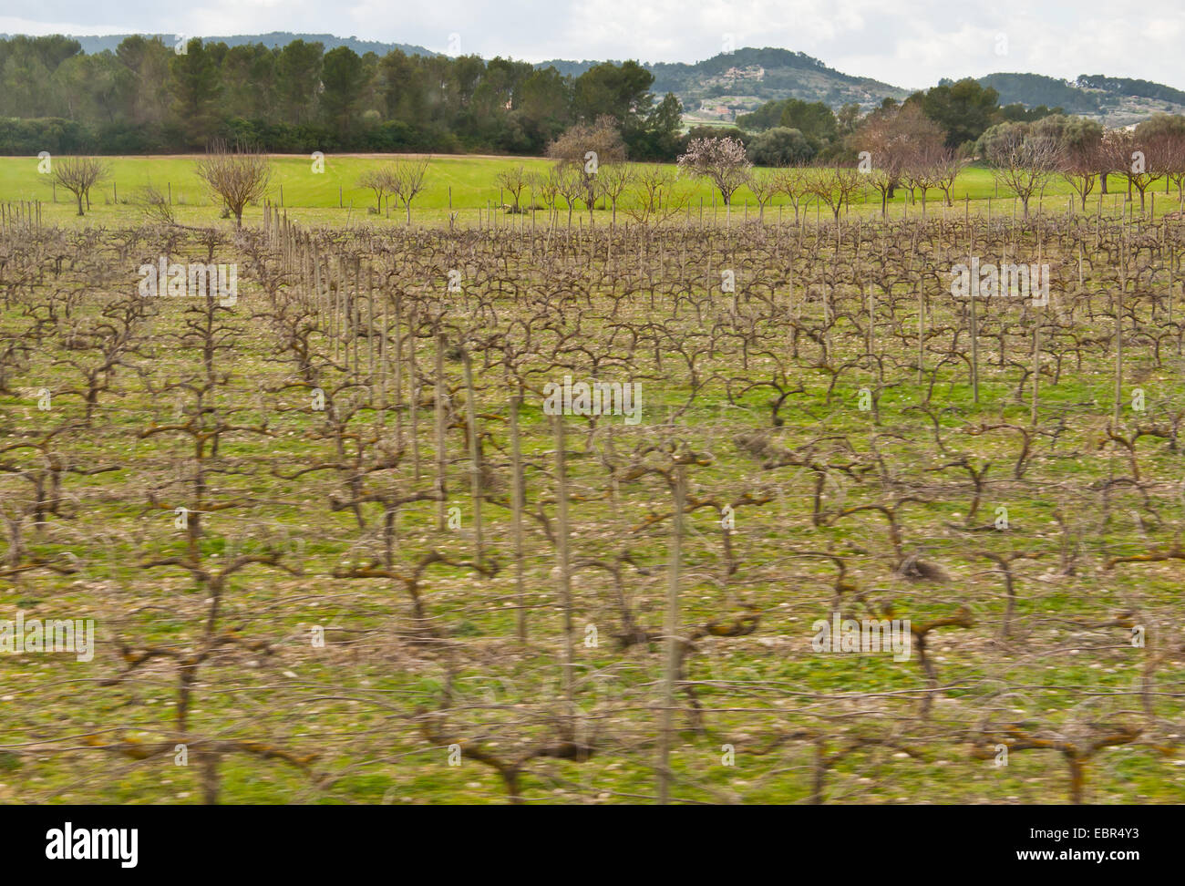 Modèle d'agriculture avec des arbres dans le motion blur. Majorque, Baléares, Espagne Banque D'Images