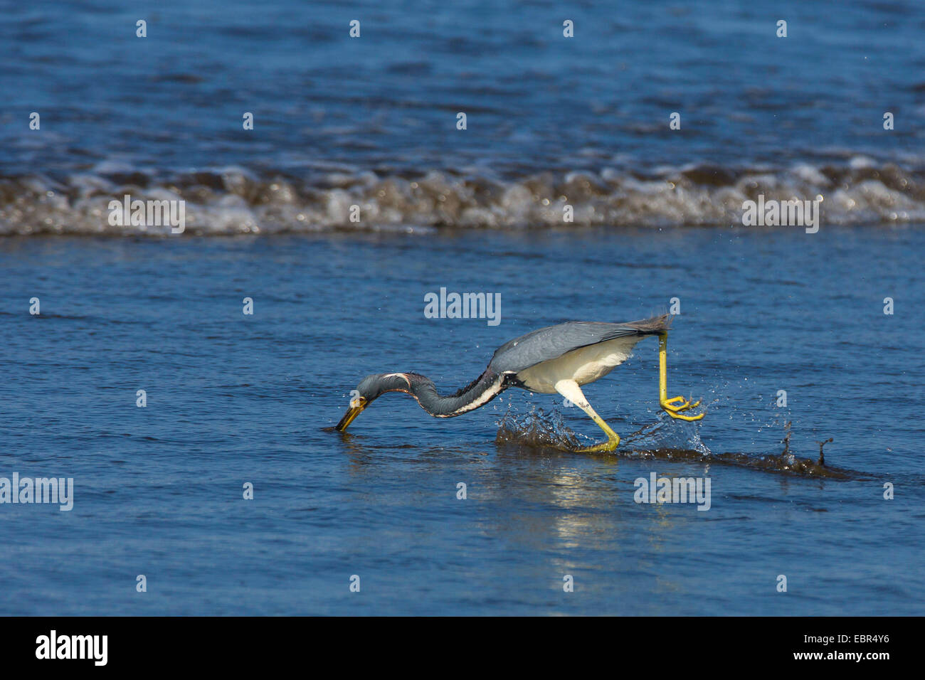 Louisiane le héron, aigrette tricolore (Egretta tricolor), la pêche à la plage , Costa Rica, Pazifikkueste Banque D'Images