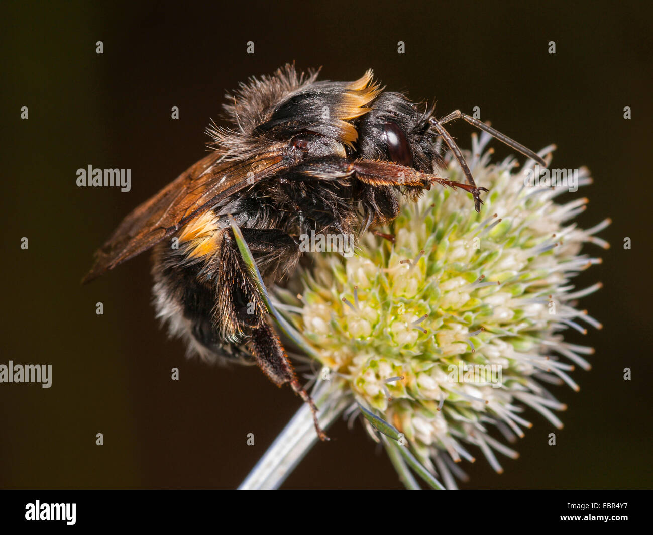 Le cerf de bourdons (Bombus lucorum), travailleur sur Eryngium planum, Allemagne Banque D'Images