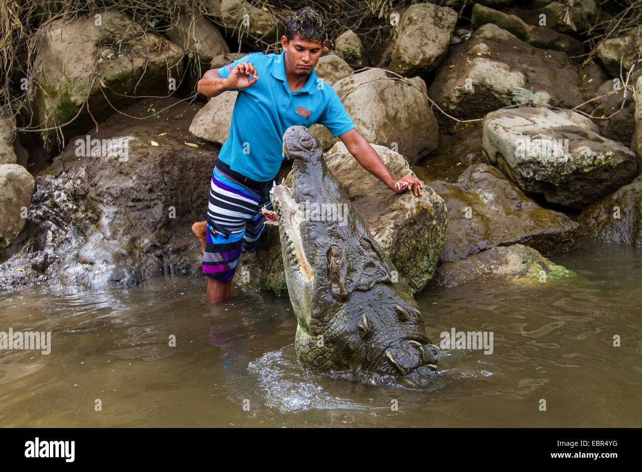 Crocodile (Crocodylus acutus), guide un grand crocodile, le Costa Rica, Rio Herradura Banque D'Images