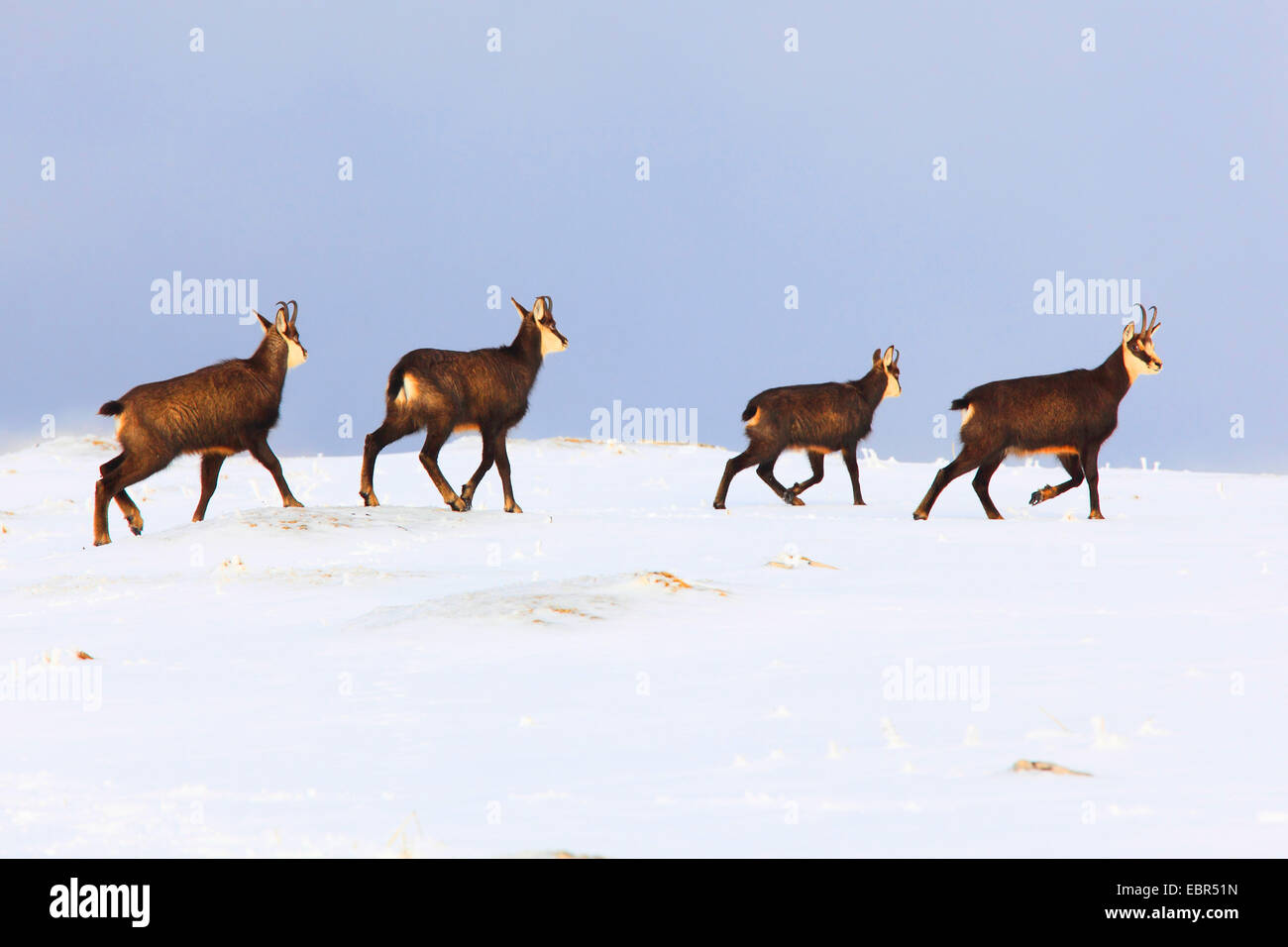 Chamois (Rupicapra rupicapra), pack marcher sur des champs de neige dans une rangée, Suisse, Creux du Van Banque D'Images