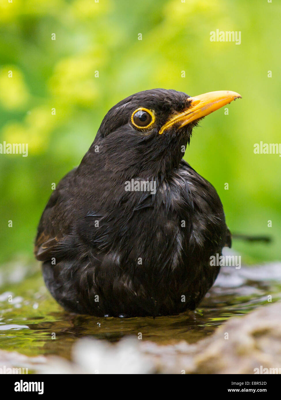 Blackbird (Turdus merula), homme se baignant dans une fontaine de jardin , Allemagne Banque D'Images