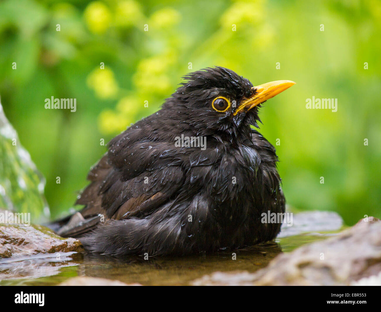Blackbird (Turdus merula), homme se baignant dans une fontaine de jardin , Allemagne Banque D'Images