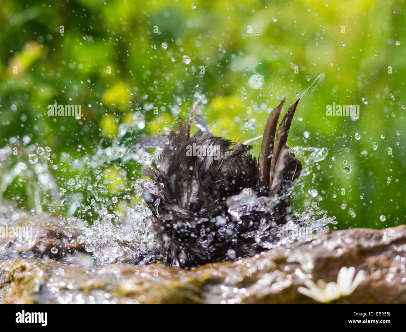 Blackbird (Turdus merula), homme se baignant dans une fontaine de jardin , Allemagne Banque D'Images