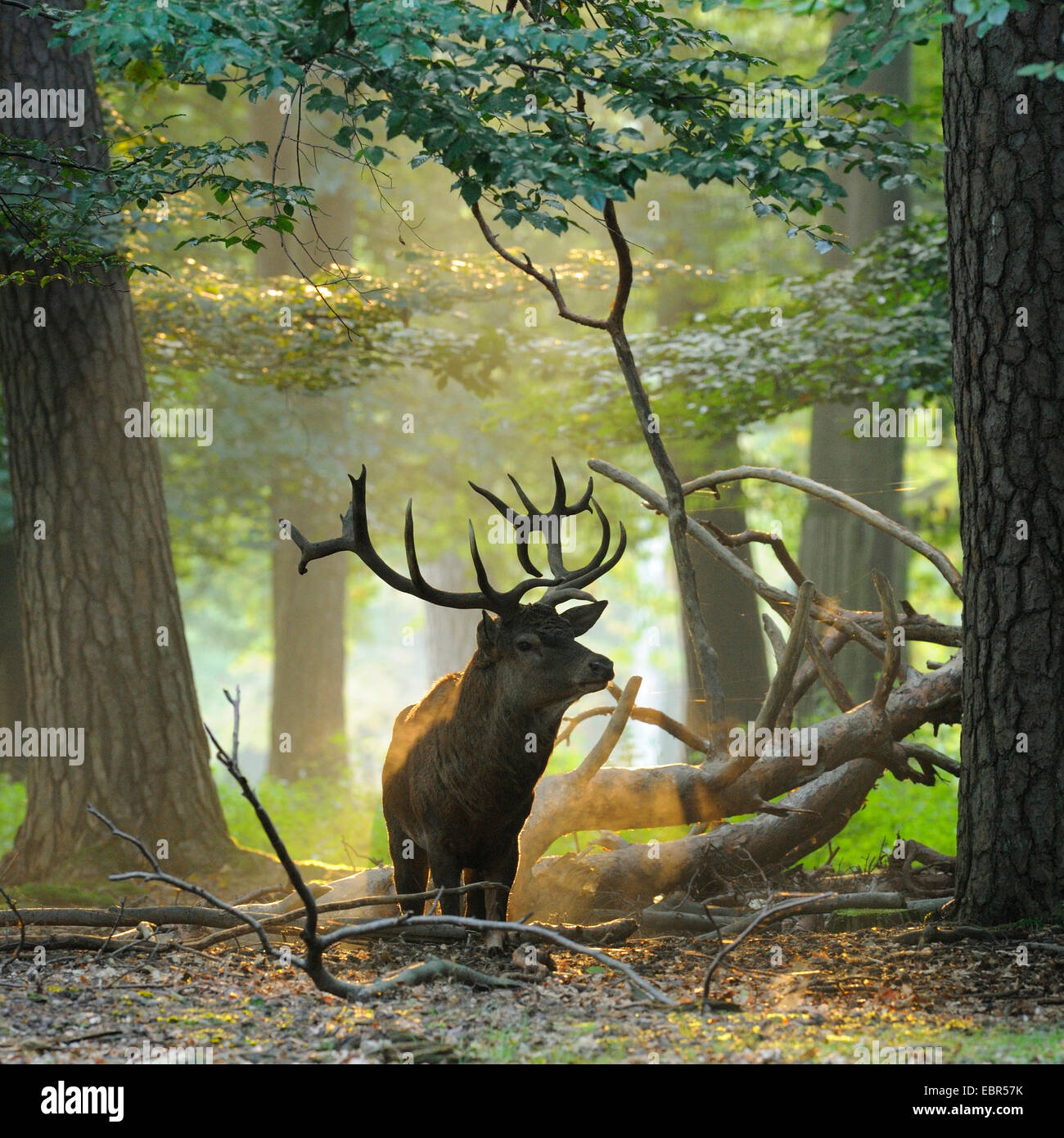 Red Deer (Cervus elaphus), hart debout dans une forêt en matin humide, Allemagne, Hesse Banque D'Images