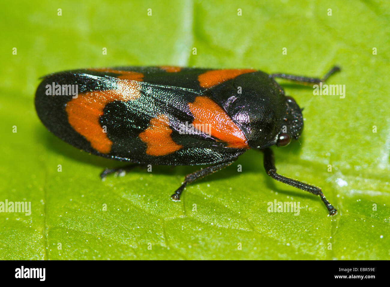 Noir et rouge (Cercopis froghopper Cercopis vulnerata, sanguinea), sur une feuille, Allemagne Banque D'Images