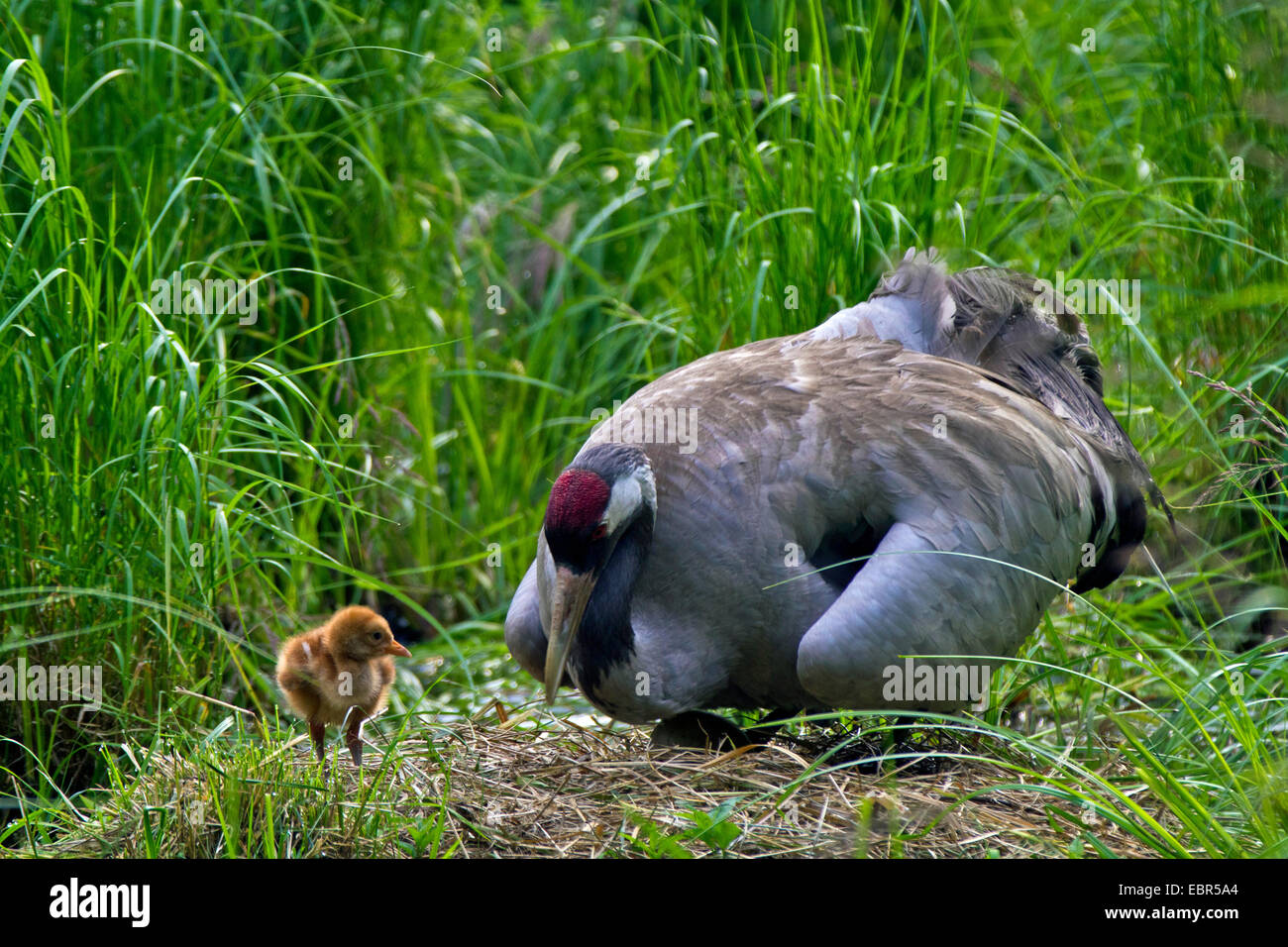 Grue cendrée grue eurasienne, (Grus grus), regardant poussin dans le nid, l'Allemagne, Mecklembourg-Poméranie-Occidentale Banque D'Images