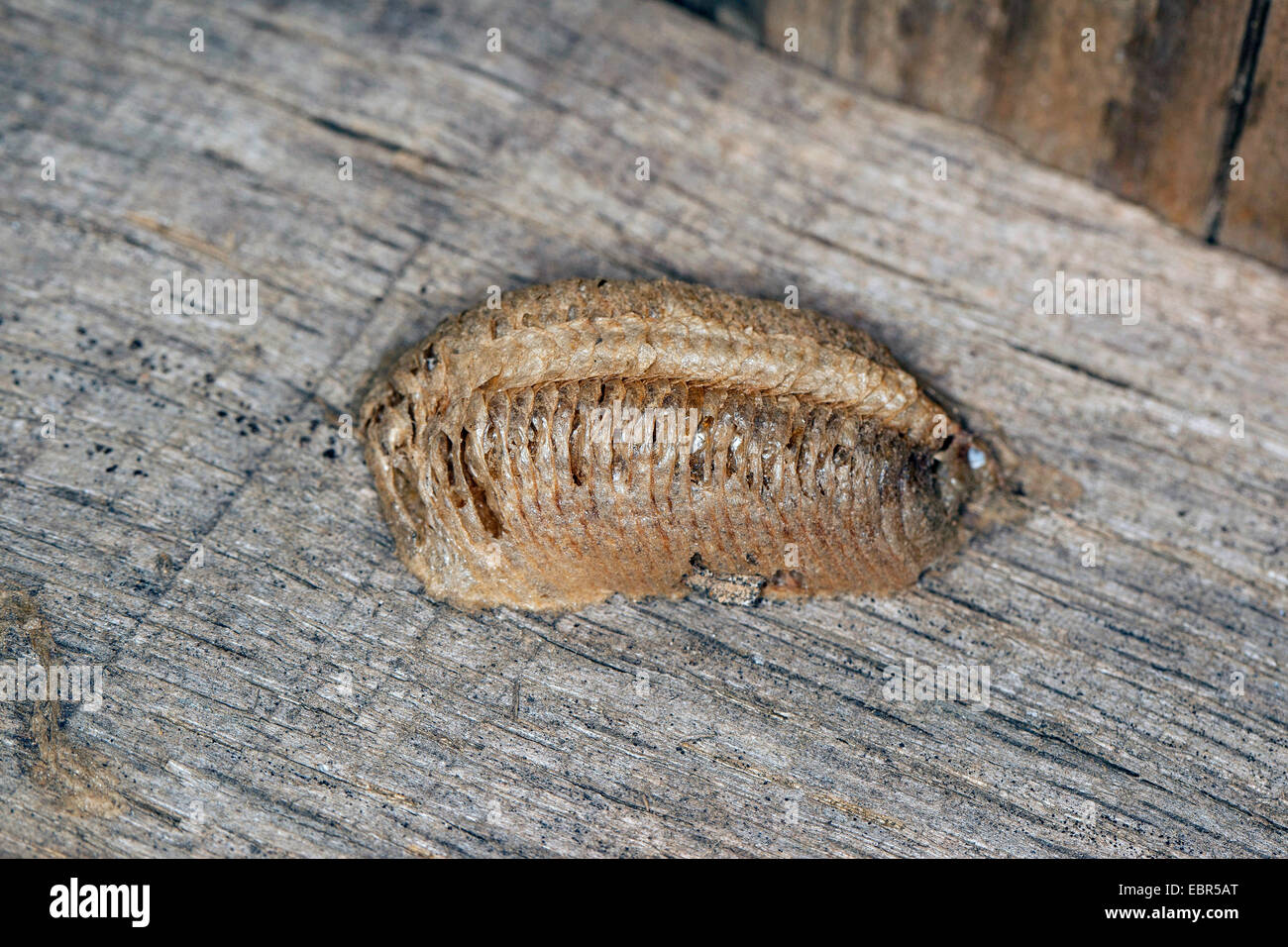 La prédation européenne (Mantis Mantis religiosa), Cocoon, Allemagne Banque D'Images