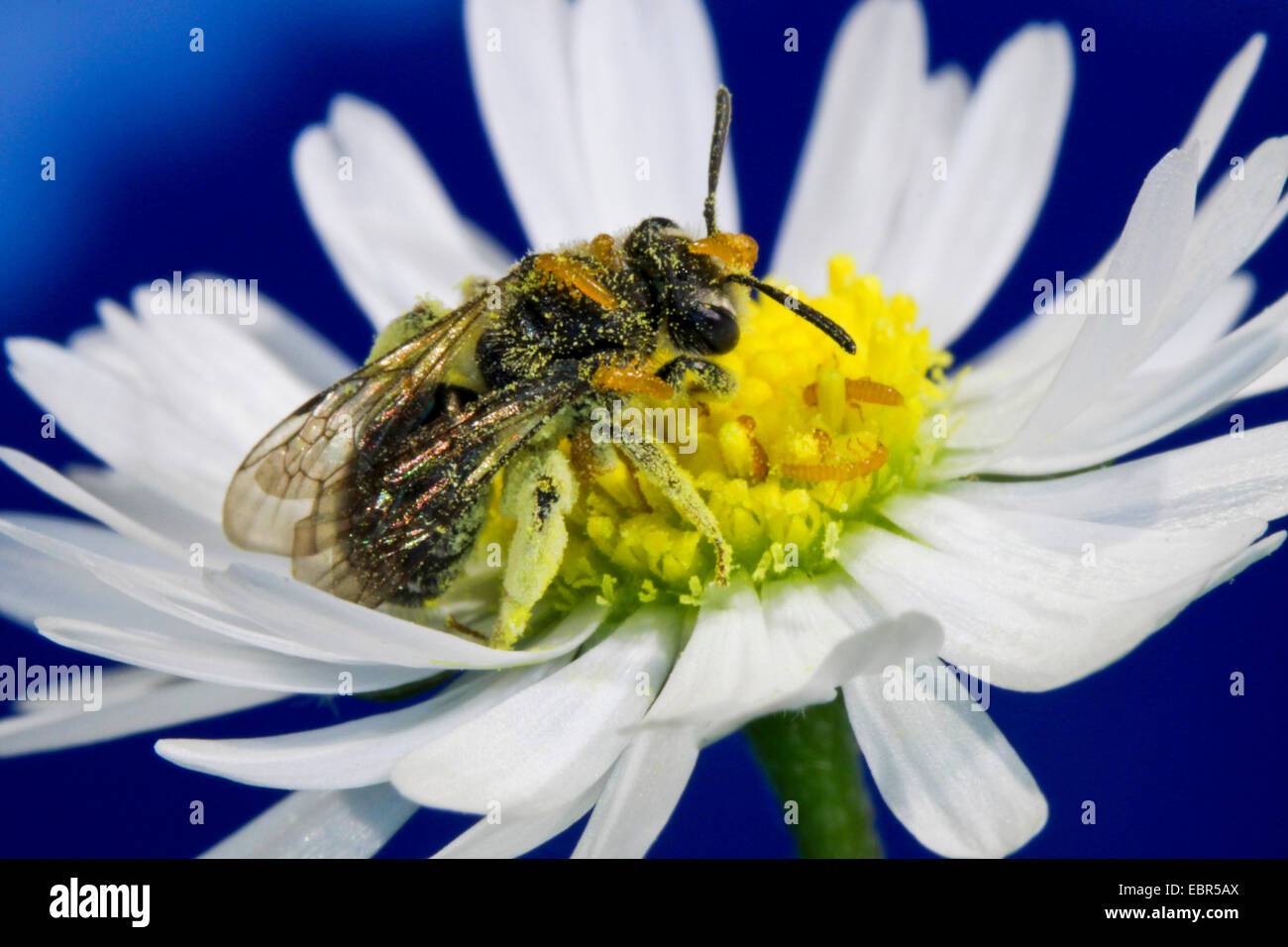 Scarabée d'huile, l'huile noire (Meloe proscarabaeus), les larves d'abeilles sauvages entrant, l'Allemagne, Mecklembourg-Poméranie-Occidentale Banque D'Images