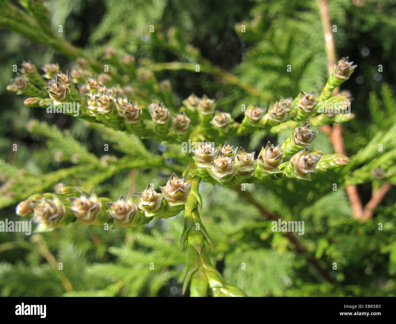 Le thuya géant (Thuja plicata), de la direction générale avec les jeunes cônes Banque D'Images