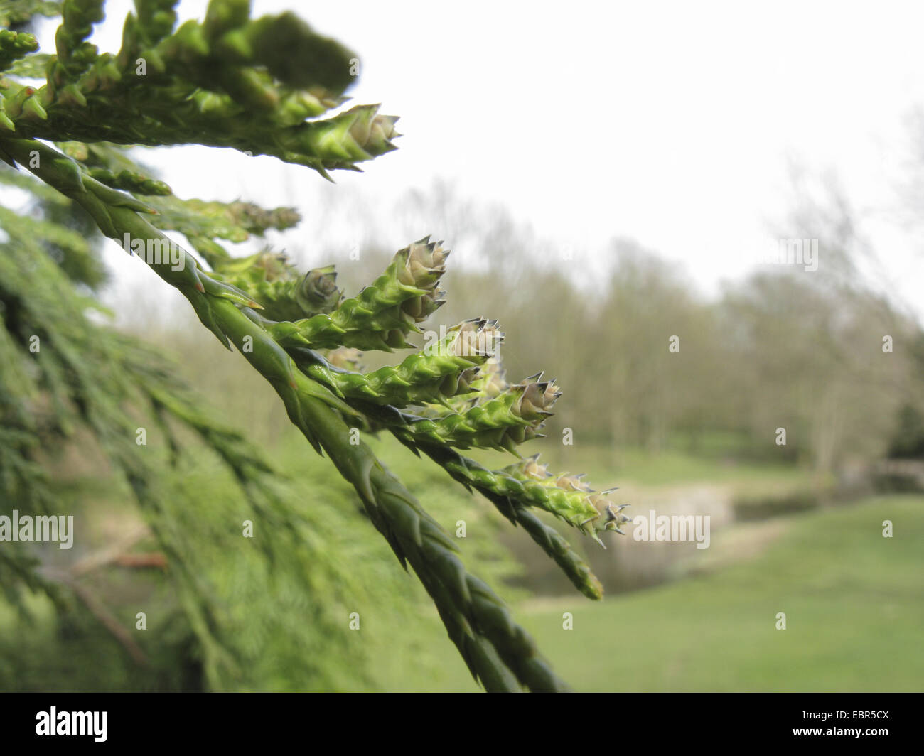 Le thuya géant (Thuja plicata), de la direction générale avec les jeunes cônes Banque D'Images