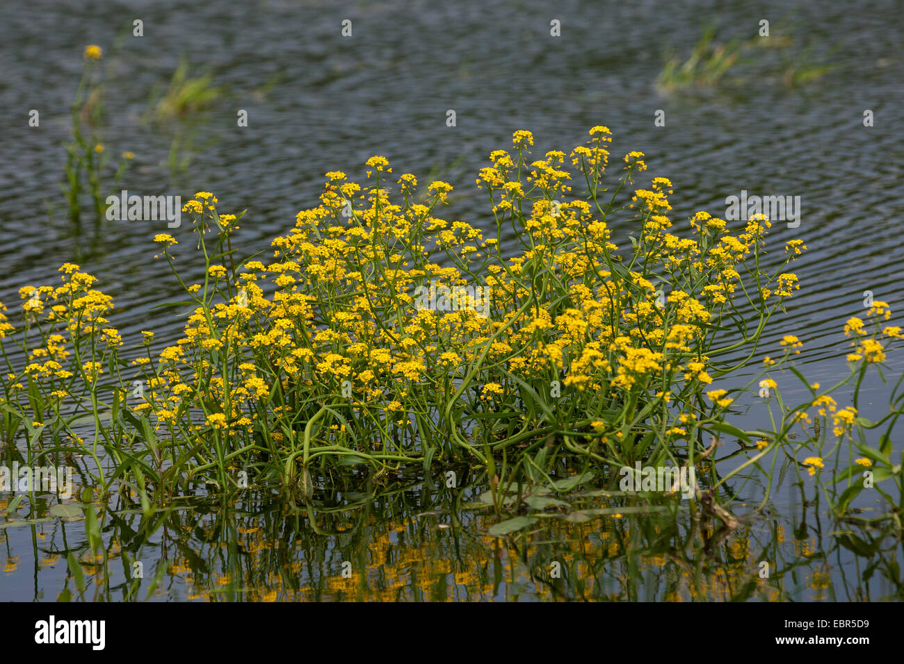 Super yellowcress-Jaune, Jaune, cresson, cresson cresson amphibie amphibies, yellowcress, Marsh (Rorippa amphibia cresson jaune, capucine amphibium), qui fleurit dans l'eau, de l'Allemagne Banque D'Images