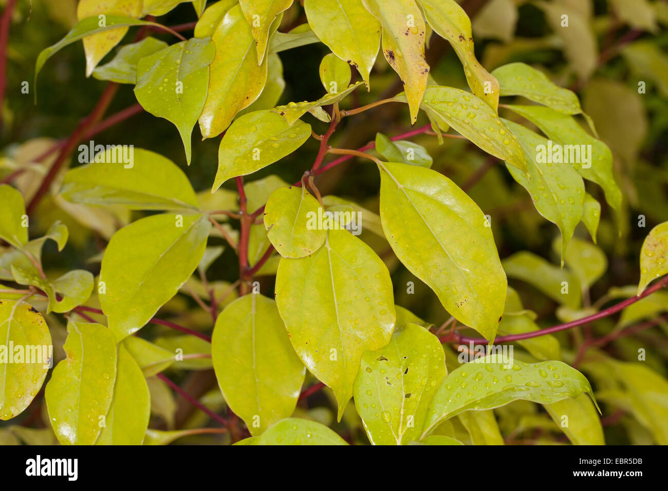 Camphorwood, camphrier, laurier, camphre camphre (Cinnamomum camphora), des branches avec des feuilles Banque D'Images