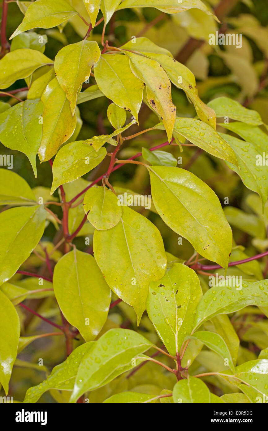 Camphorwood, camphrier, laurier, camphre camphre (Cinnamomum camphora), des branches avec des feuilles Banque D'Images