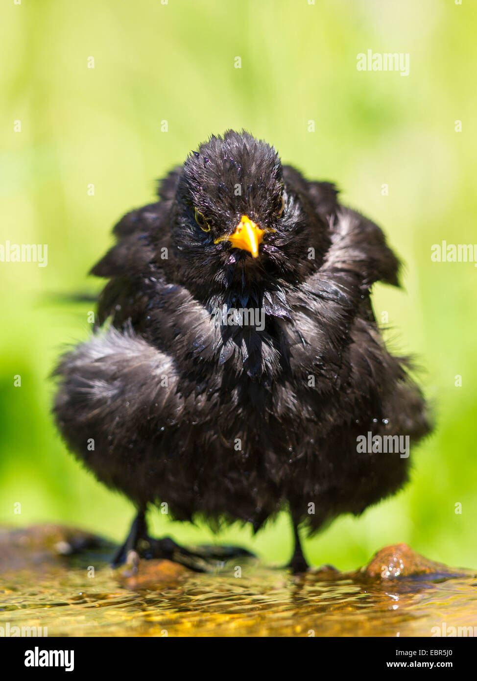 Blackbird (Turdus merula), homme se baignant dans une fontaine de jardin , Allemagne Banque D'Images