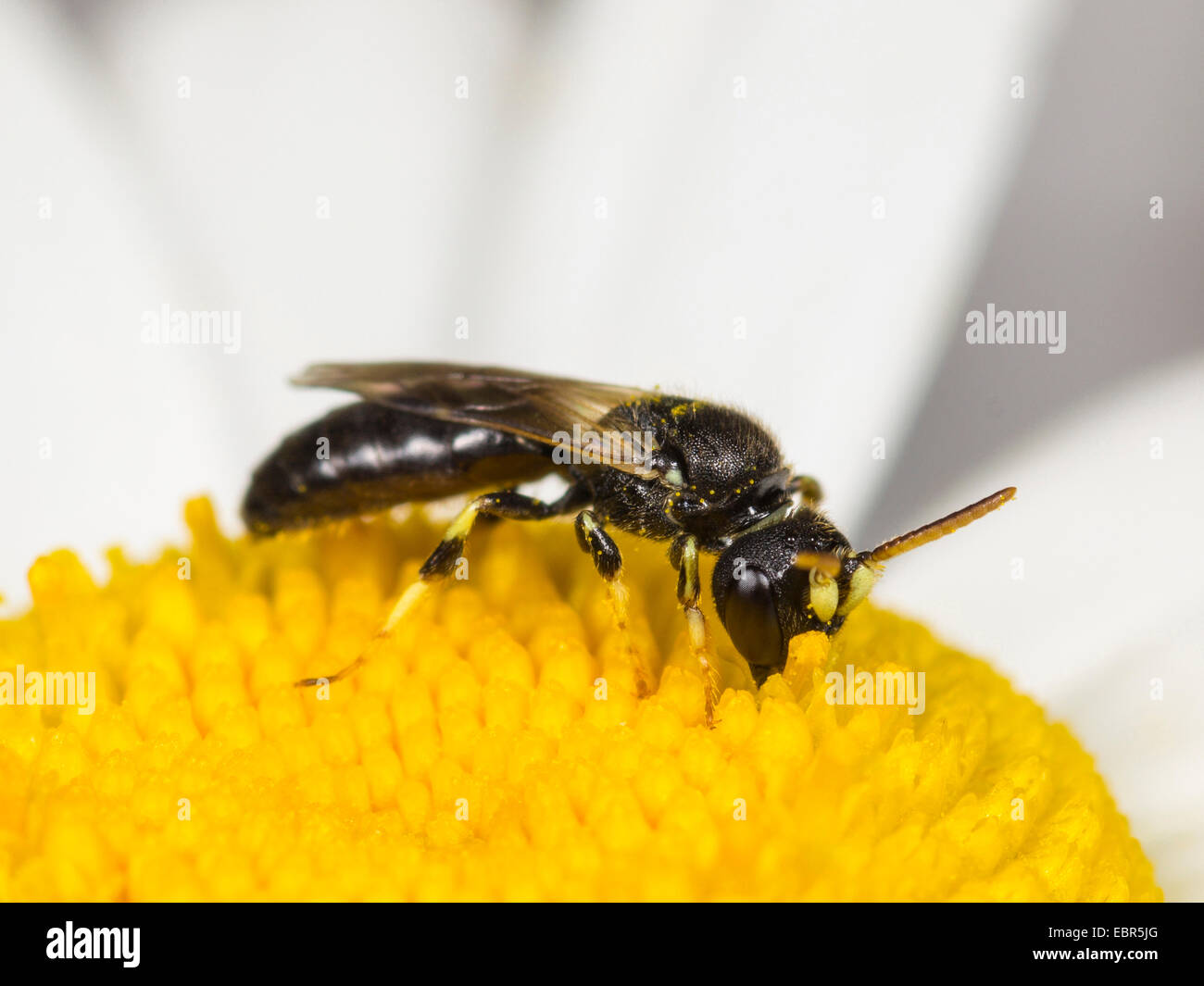 Jaune d'épines-face (Hylaeus cornutus), homme qui se nourrissent de la marguerite blanche, Allemagne Banque D'Images